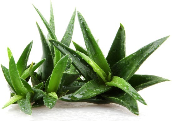 benefits of Aloe Vera