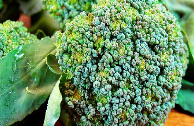 Broccoli Seed oil benefits