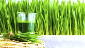 wheatgrass