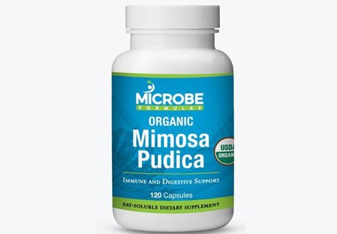 Mimosa Pudica Review