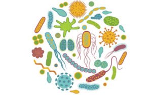 Probiotic Bacteria